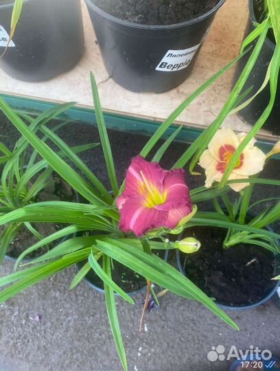 Лилейники в ассортименте
