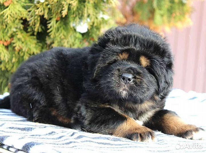 Тибетский мастиф щенки