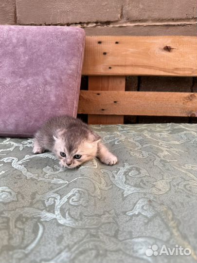 Шотландские котята