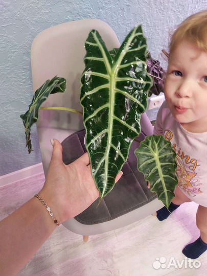 Алоказия, адениум, медиопикта, плющ