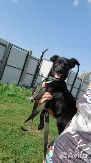 Собака Кнопка