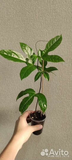 Торения,Лобелия,тунбергия