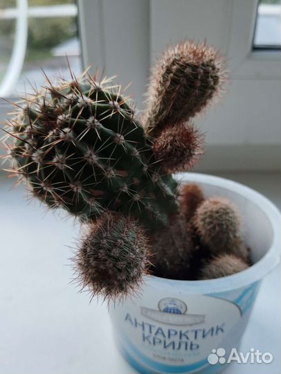 Кактус опунция