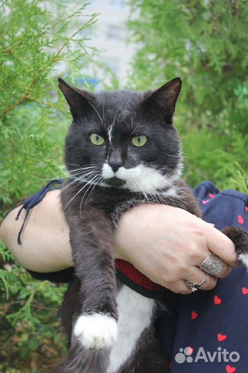 Кот Маркиз в добрые руки