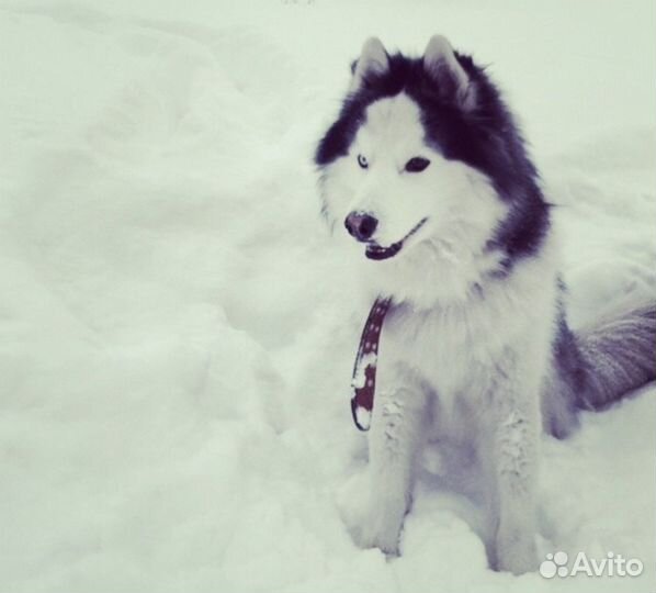 Кобель для вязки