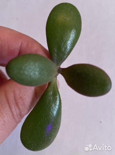 Толстянка Овата