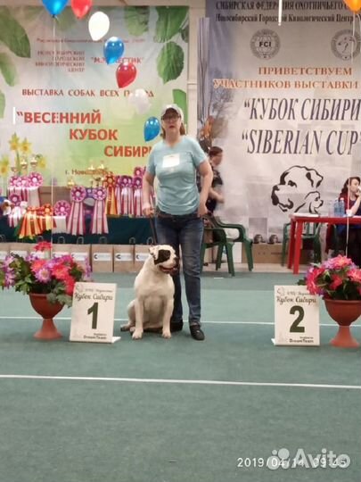 Вязка Американского бульдога