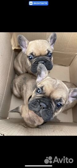 Продам щенков