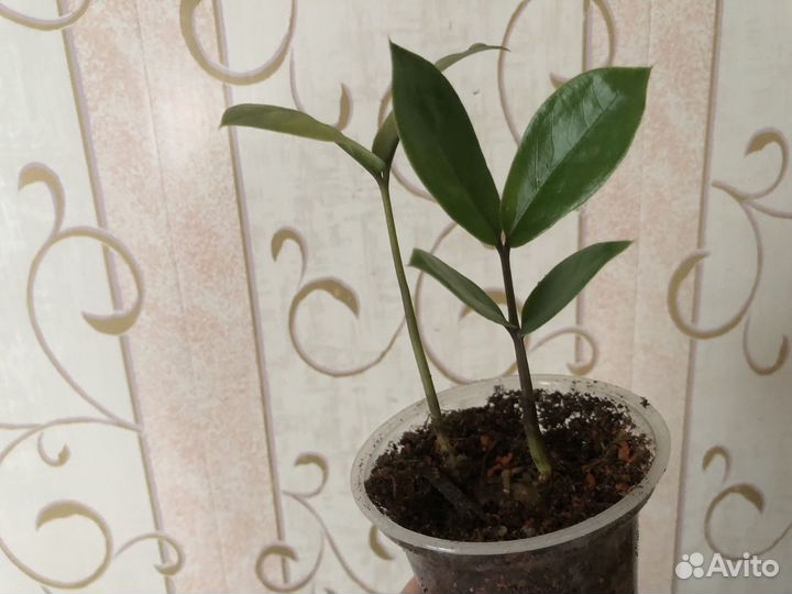 Замиокулькас