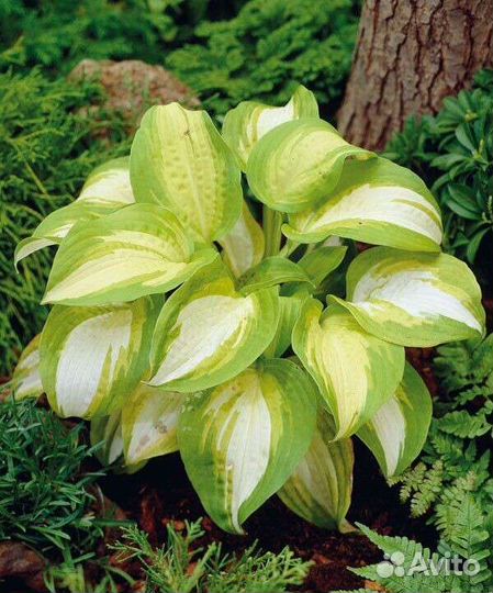 Коллекционные хосты