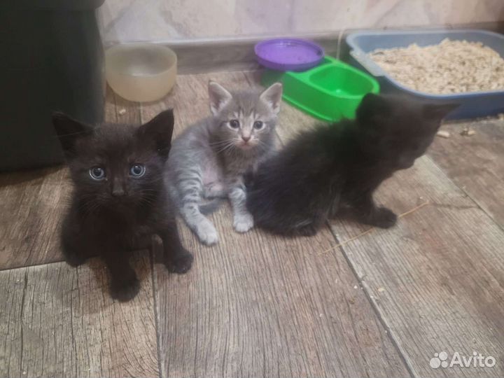 Кошка