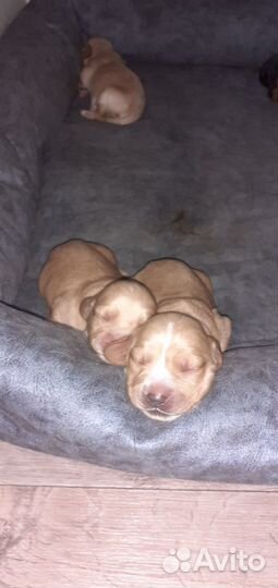 Щенки