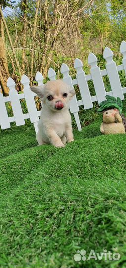 Щенок чихуахуа