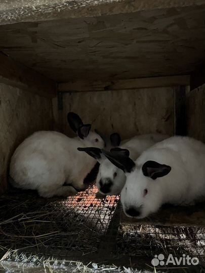 Кролики калифорния