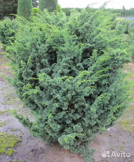Можжевельник китайский
