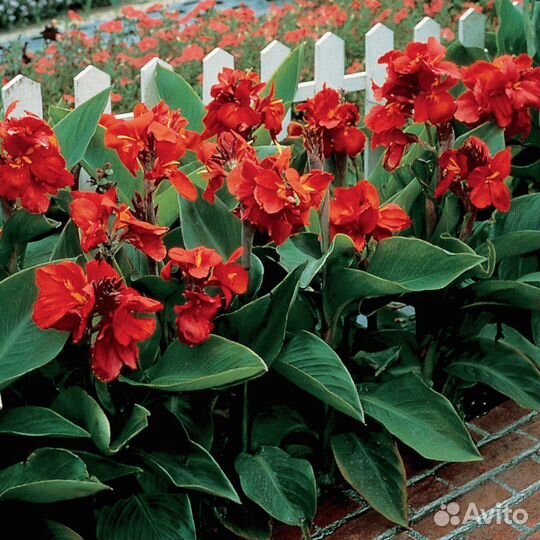 Канны пророщенные садовые цветы