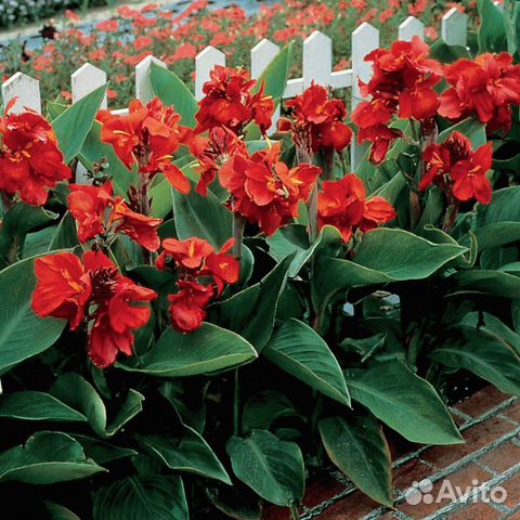 Канны пророщенные садовые цветы