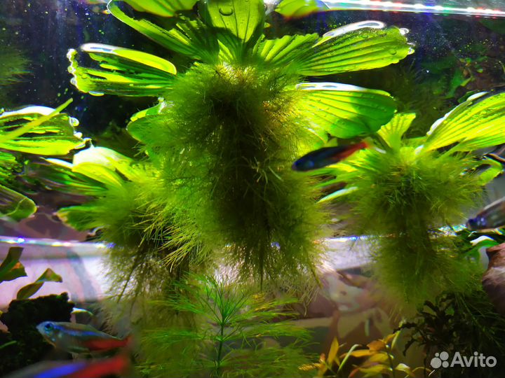Аквариумные растения Пистия