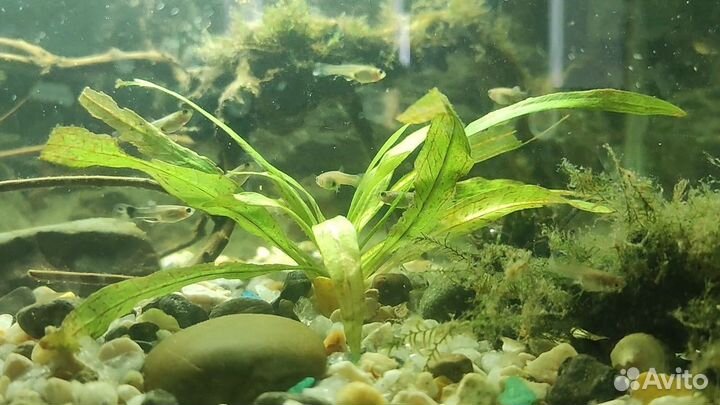 Рыбки гуппи