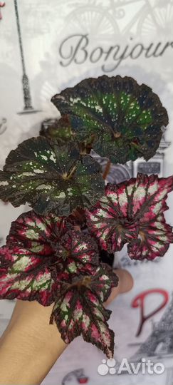 Бегония декоративно лиственная