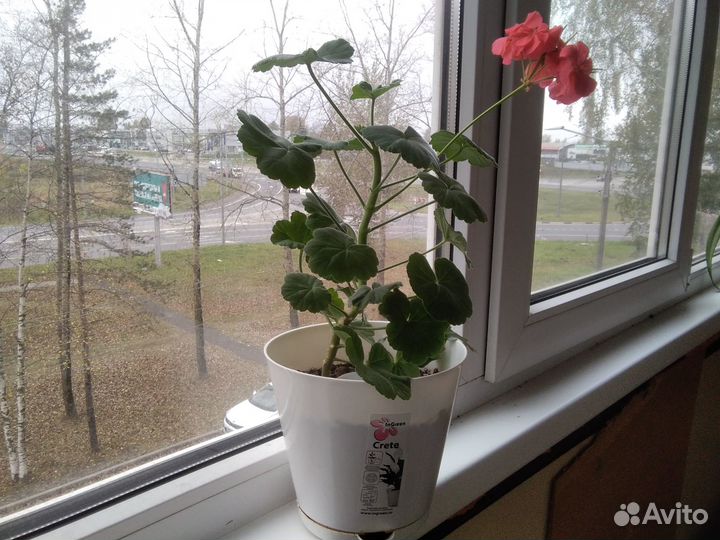 Герань пеларгония сортовая