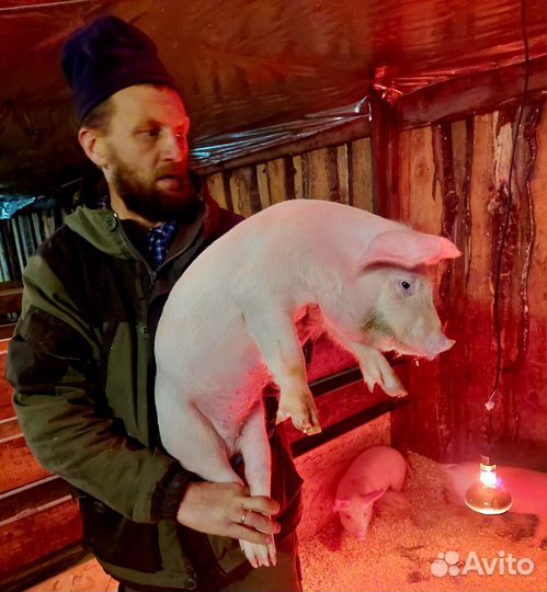 Поросенок крупная белая