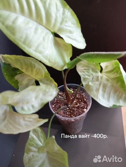 Сингониум, аглонема, филодендрон