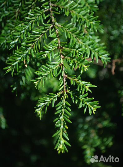 Тсуга канадская, вечнозеленая, семена