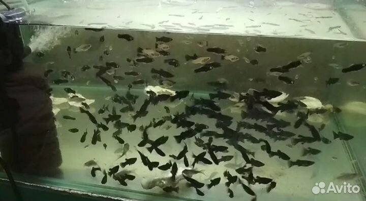 Аквариумные рыбки молинезия черная