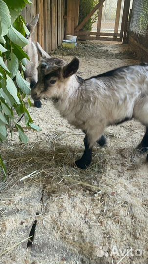 Альпийские козлята