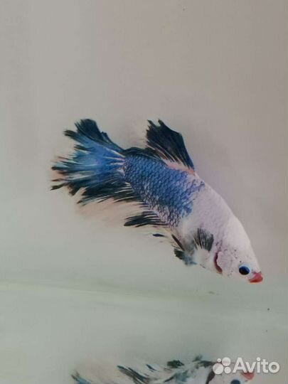Рыбка петушок