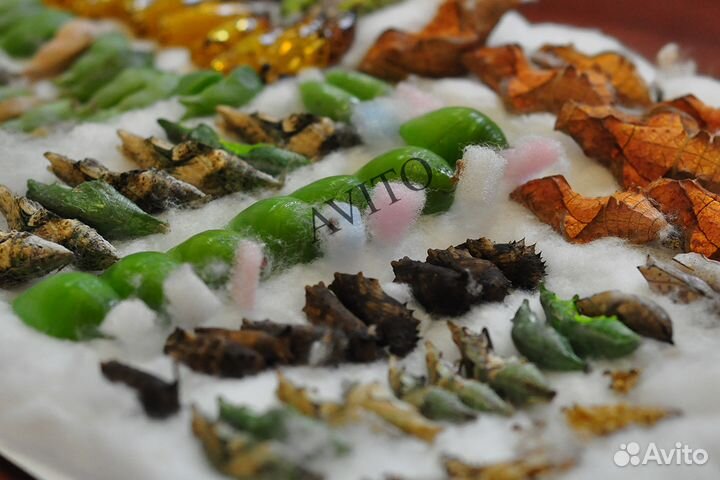 Куколки бабочек