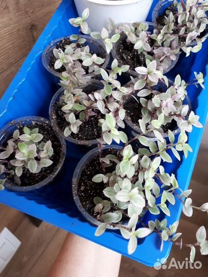 Каллизия Пинк леди, Бьянка, Грин