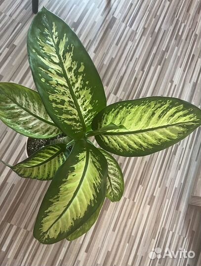 Диффенбахия тропик сноу