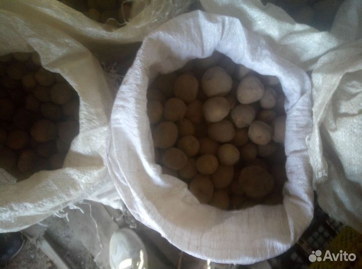 Картошка на корм