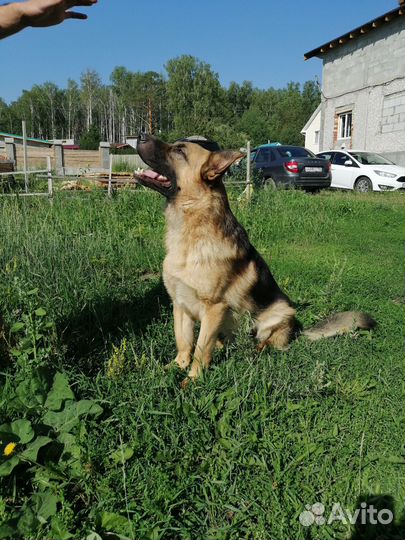 Щенки Восточно-европейской овчарки вео