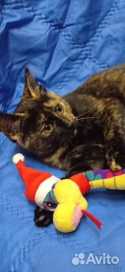 Симона (кошечка мечты)