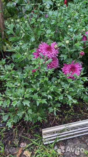 Хризантема