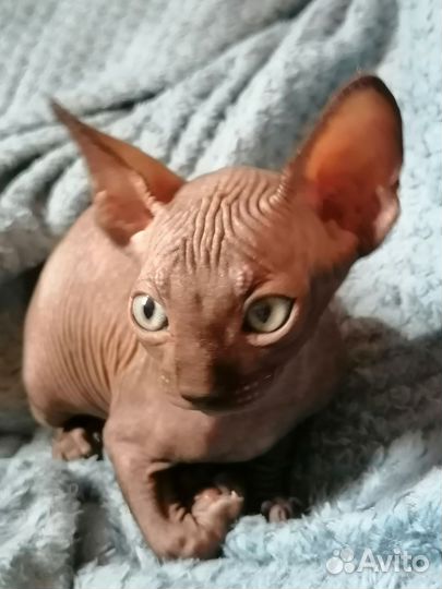 Канадский сфинкс