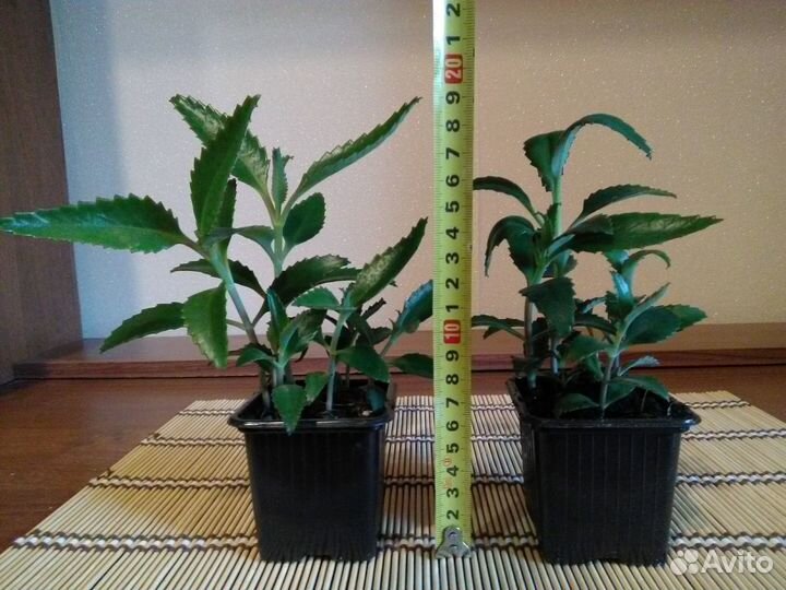 Каланхоэ Дегремона (Kalanchoe daigremontiana)