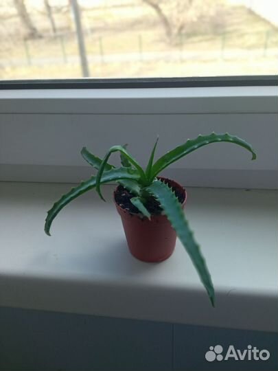 Толстянка(денежное дерево), алоэ