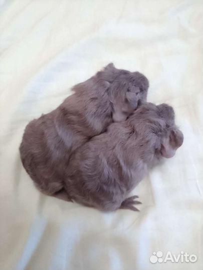 Морские свинки невероятных окрасов)