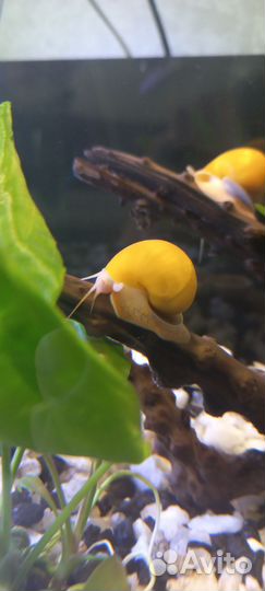 Улитка ампулярия