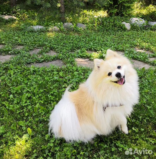 Вязка малый немецкий шпиц Бесплатно