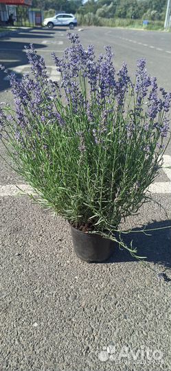 Лаванда