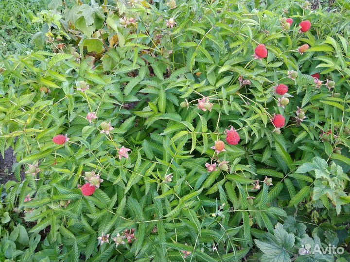 Малина Земляничная Розолистная