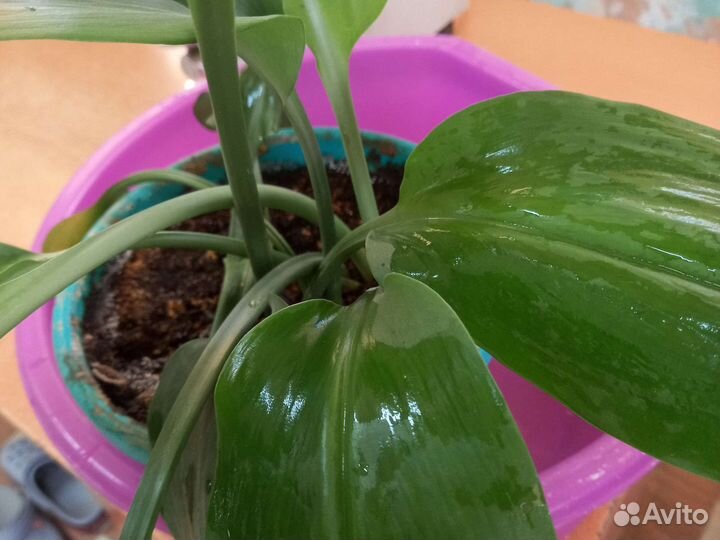 Эухарис или амазонская лилия