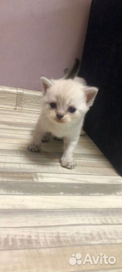 Шотландские котята