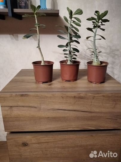 Комнатные цветы адениум