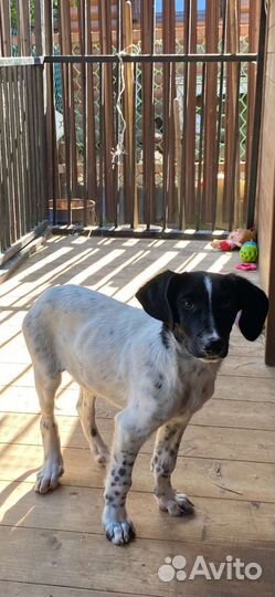 Щенок мальчик помесь курцхаара